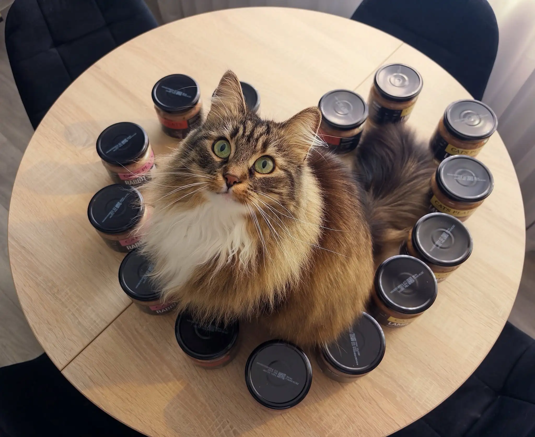 Lily — wyróżnione zdjęcie Cats Plate za sierpień 2026