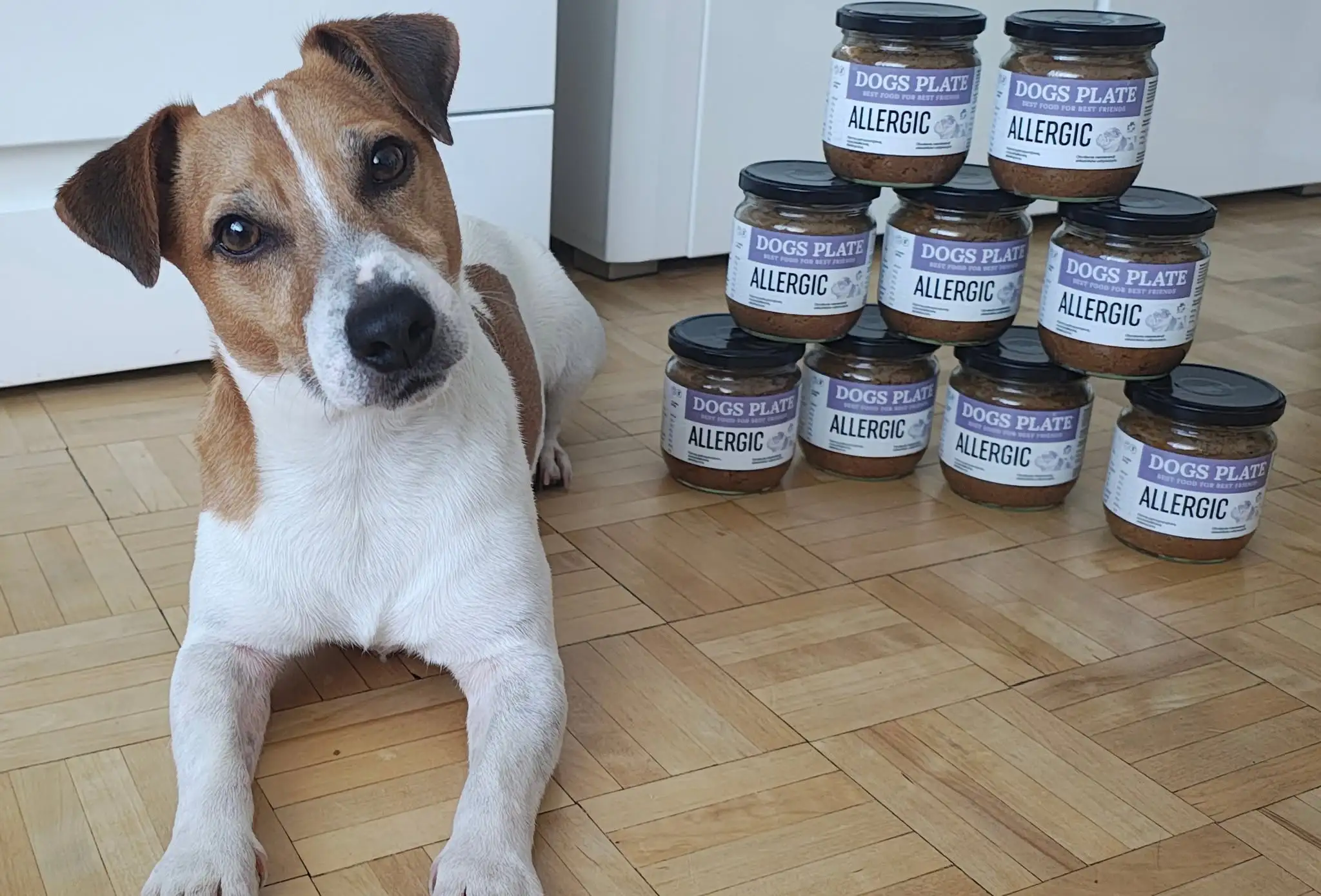 Loki — wyróżnione zdjęcie Dogs Plate za lipiec 2026