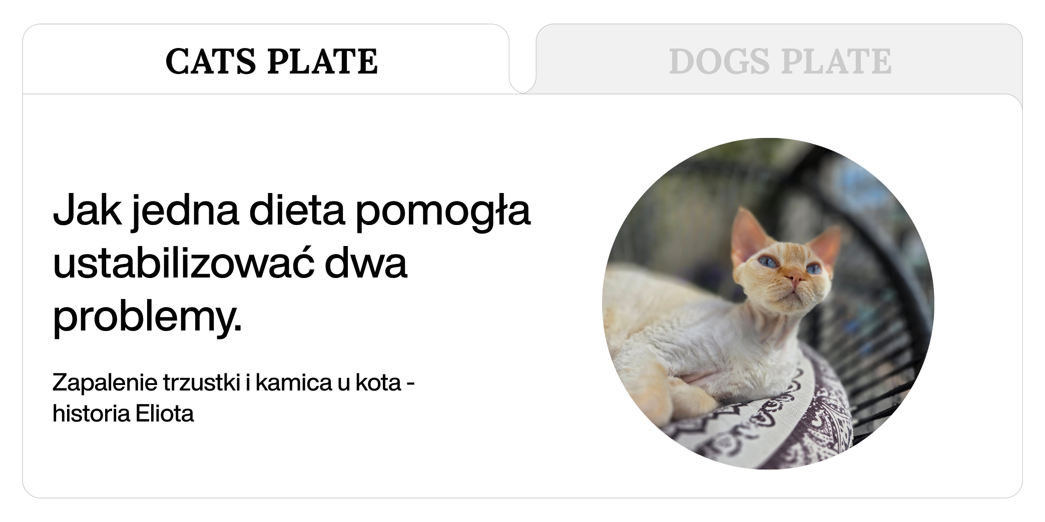 Zapalenie trzustki i kamica u kota. Jak jedna dieta pomogła ustabilizować dwa problemy. Historia Eliota