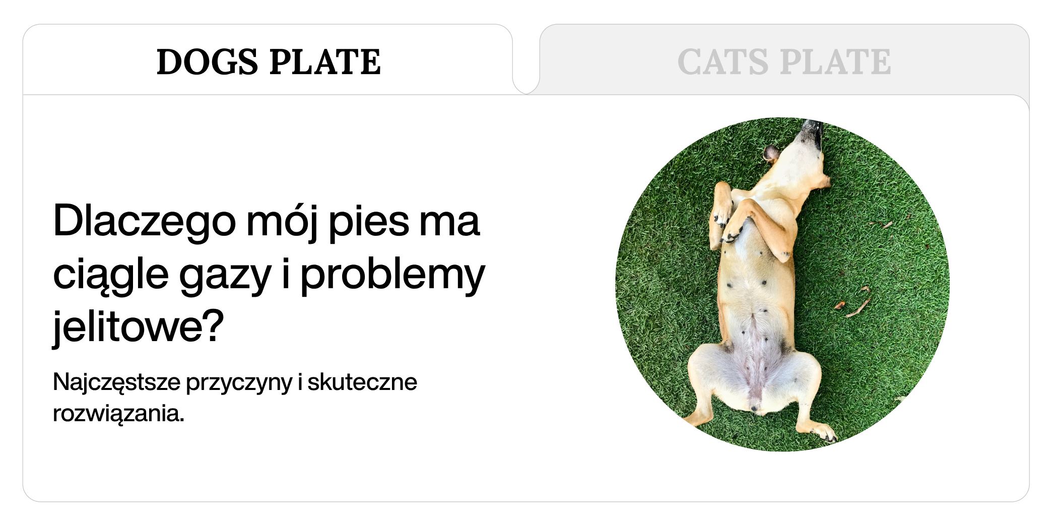 Dlaczego mój pies ma ciągle gazy i problemy jelitowe? Najczęstsze przyczyny i skuteczne rozwiązania