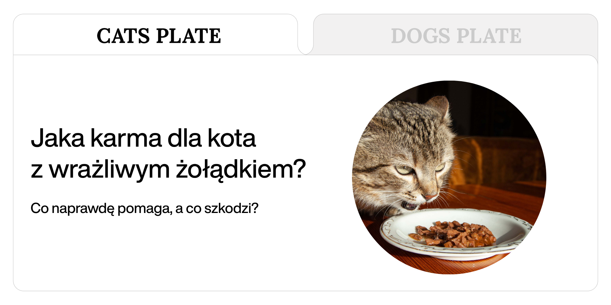 Jaka karma dla kota z wrażliwym żołądkiem – co naprawdę pomaga, a co szkodzi?