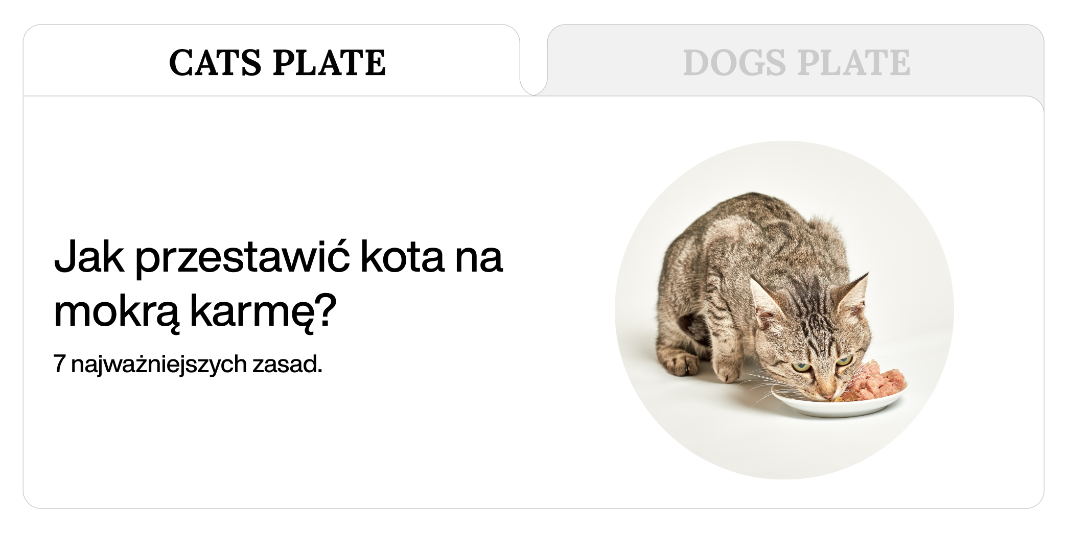 Najważniejsza zmiana w kociej misce czyli jak skutecznie zmienić karmę.