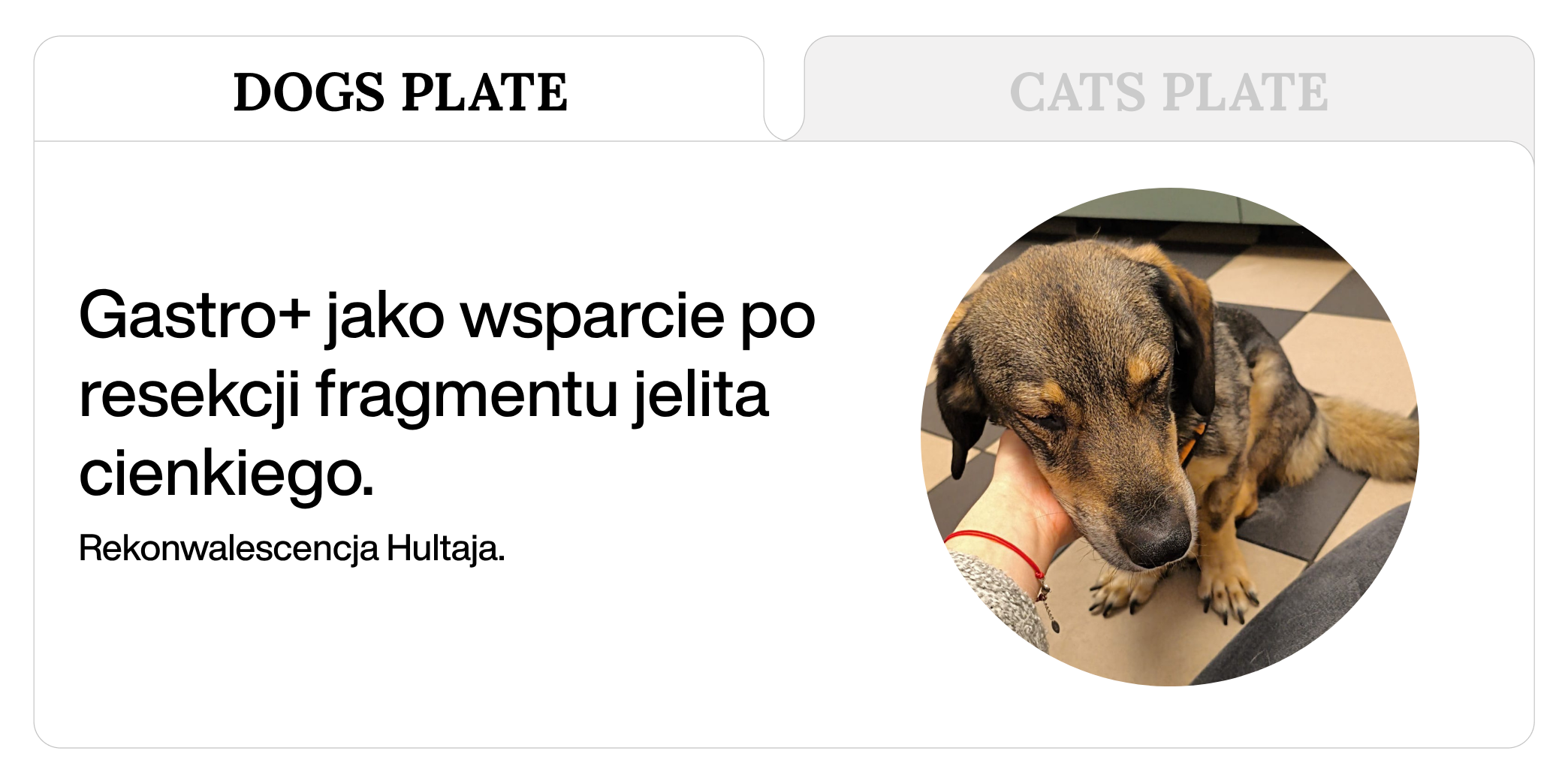 Gastro+ jako wsparcie po resekcji fragmentu jelita cienkiego. Rekonwalescencja Hultaja.