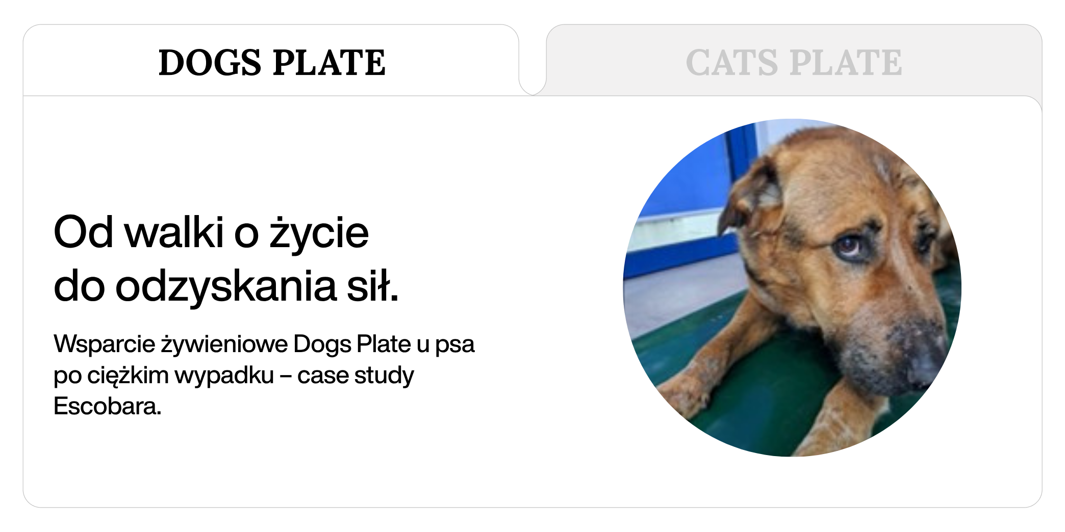 Od walki o życie do odzyskania sił. Wsparcie żywieniowe Dogs Plate u psa po ciężkim wypadku – case study Escobara