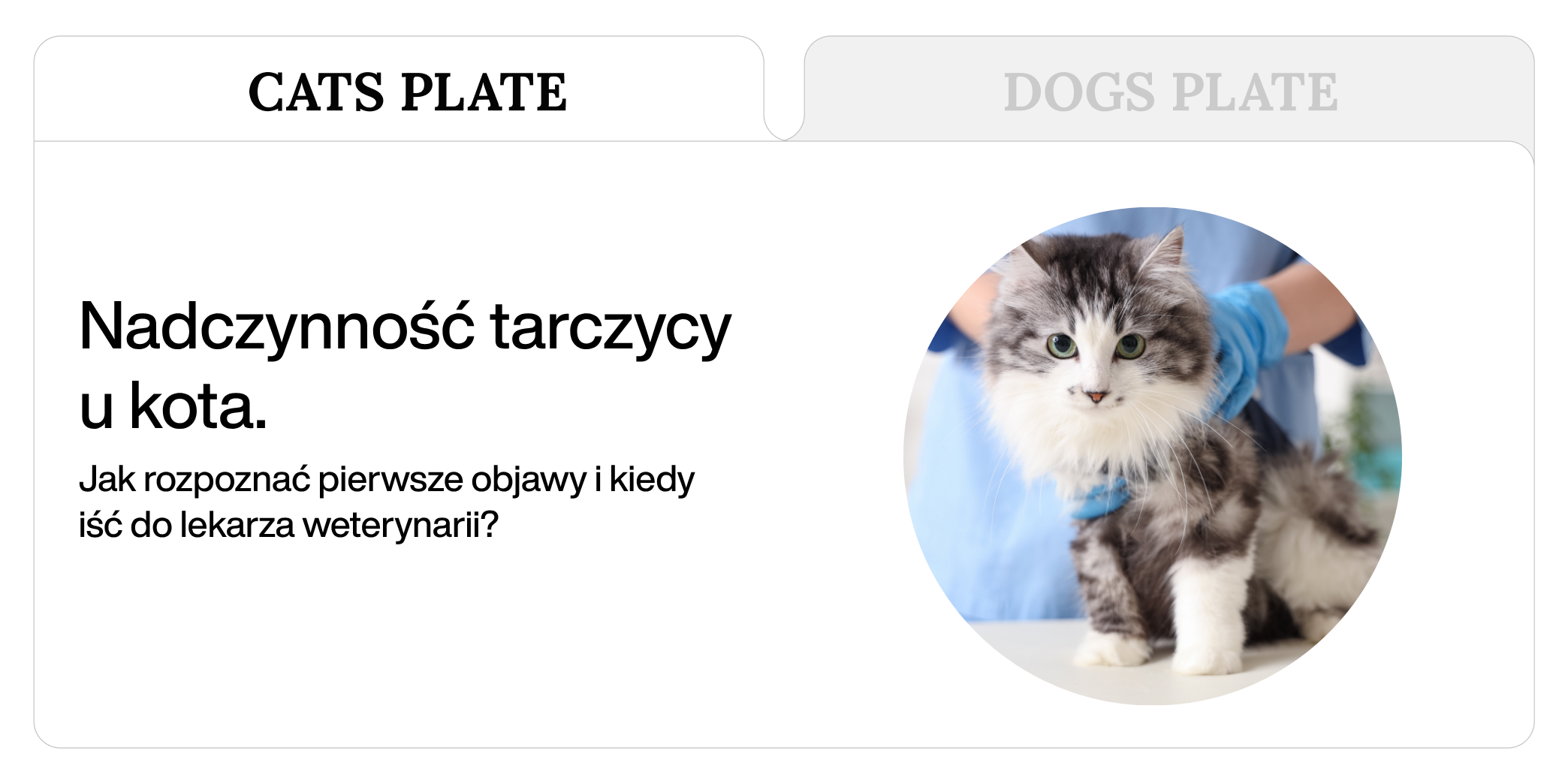 Nadczynność tarczycy u kota. Jak rozpoznać pierwsze objawy i kiedy iść do lekarza weterynarii?