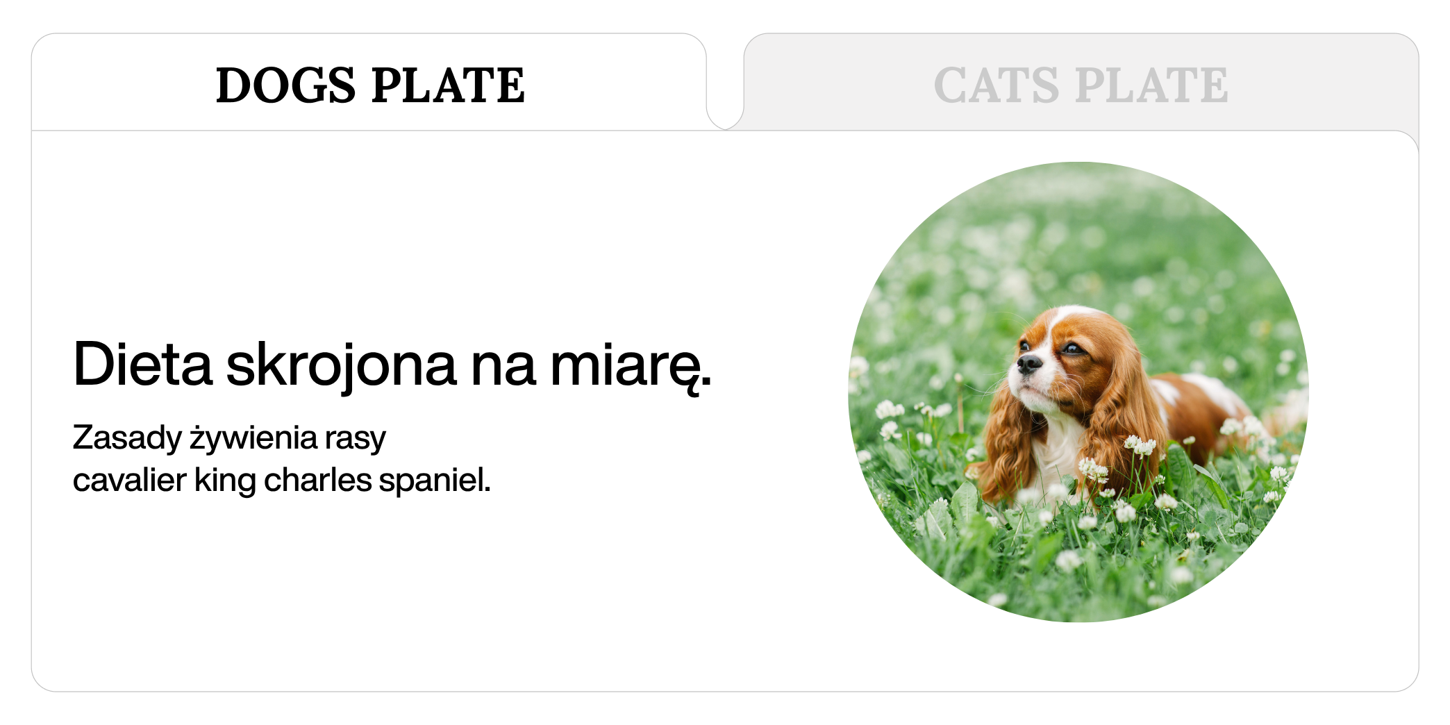 Dieta rasy cavalier king charles spaniel.