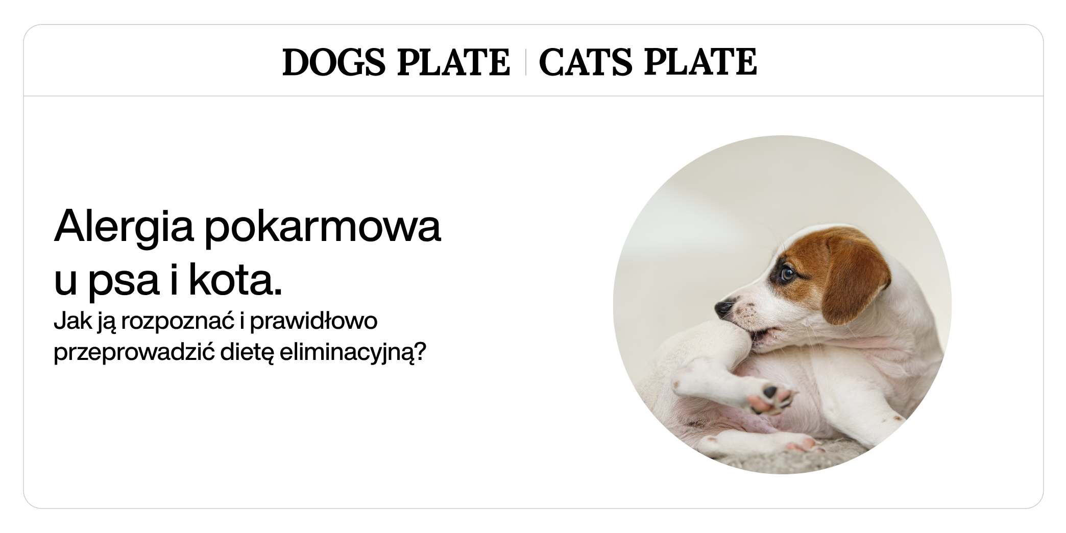 Alergia pokarmowa u psa i kota – jak ją rozpoznać i prawidłowo przeprowadzić dietę eliminacyjną?