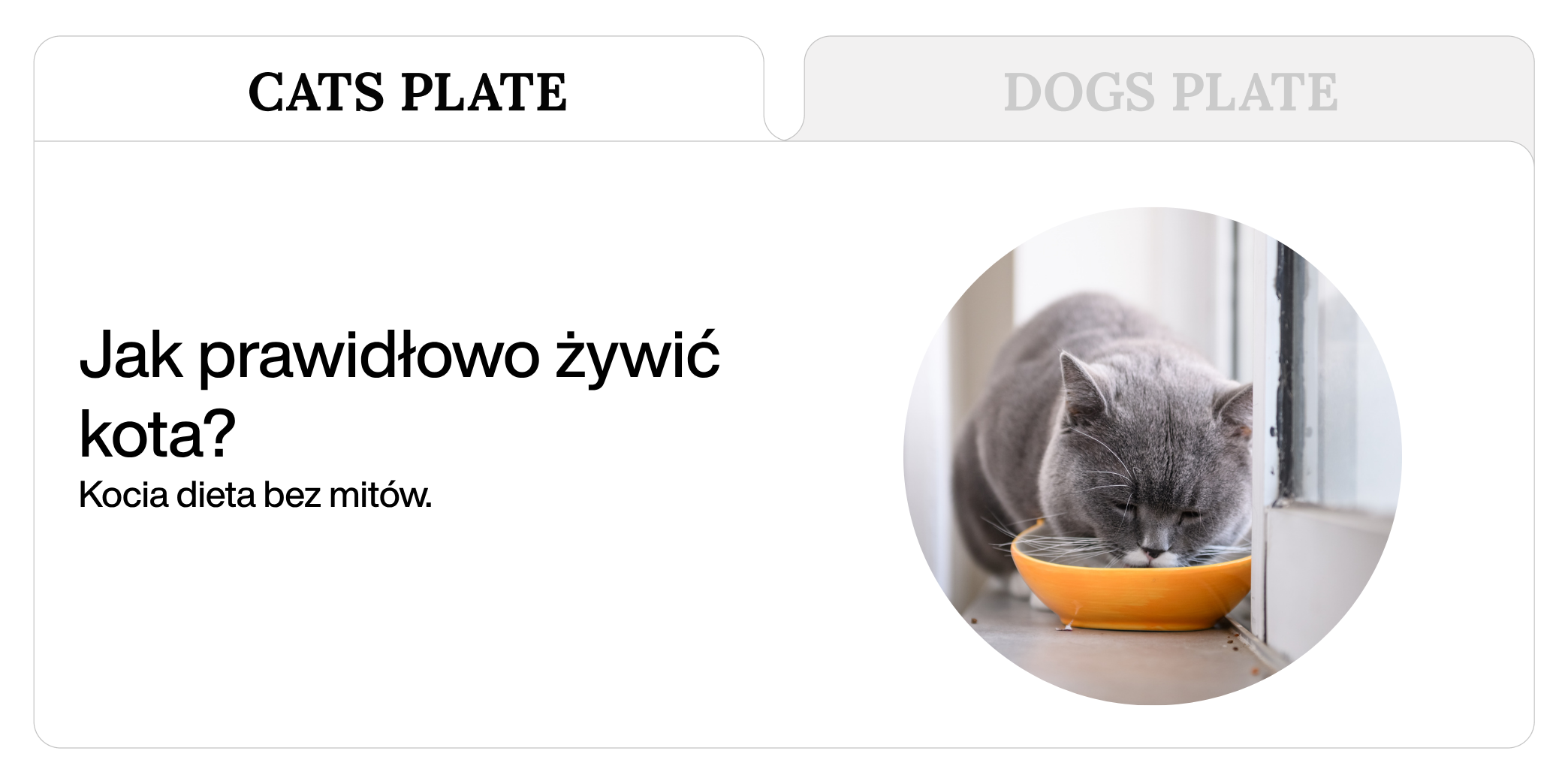 Jak prawidłowo żywić kota? Kocia dieta bez mitów.