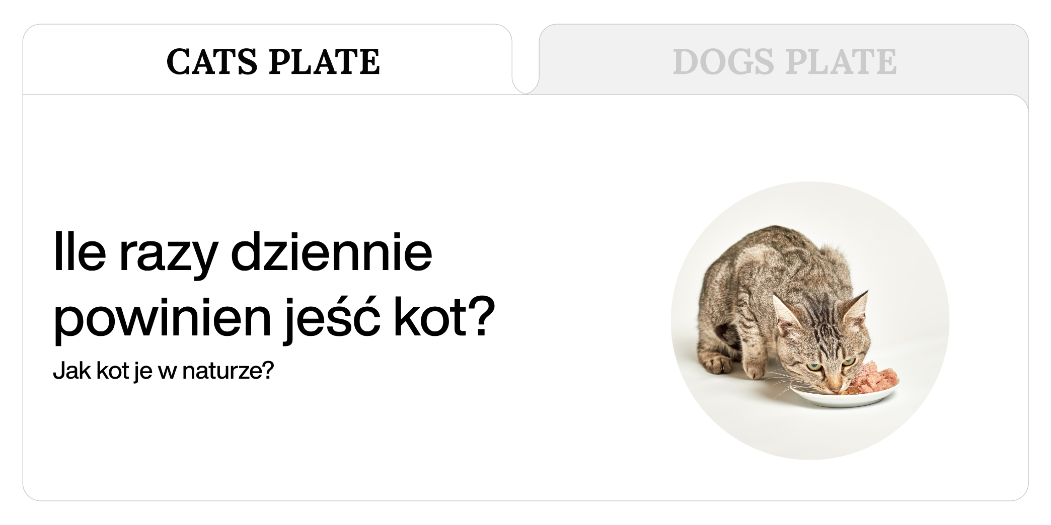 Ile razy dziennie powinien jeść kot?
