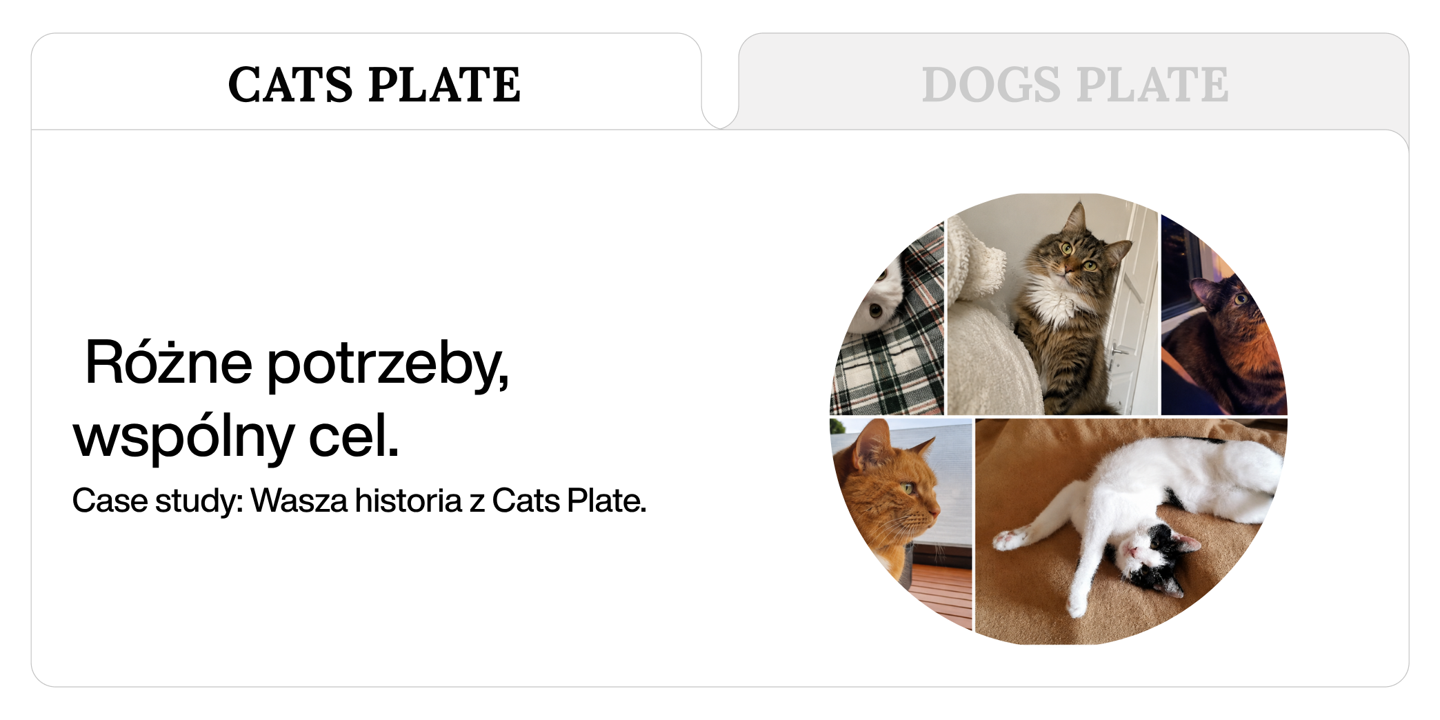 Case study: Wasza historia z Cats Plate. Różne potrzeby, wspólny cel.