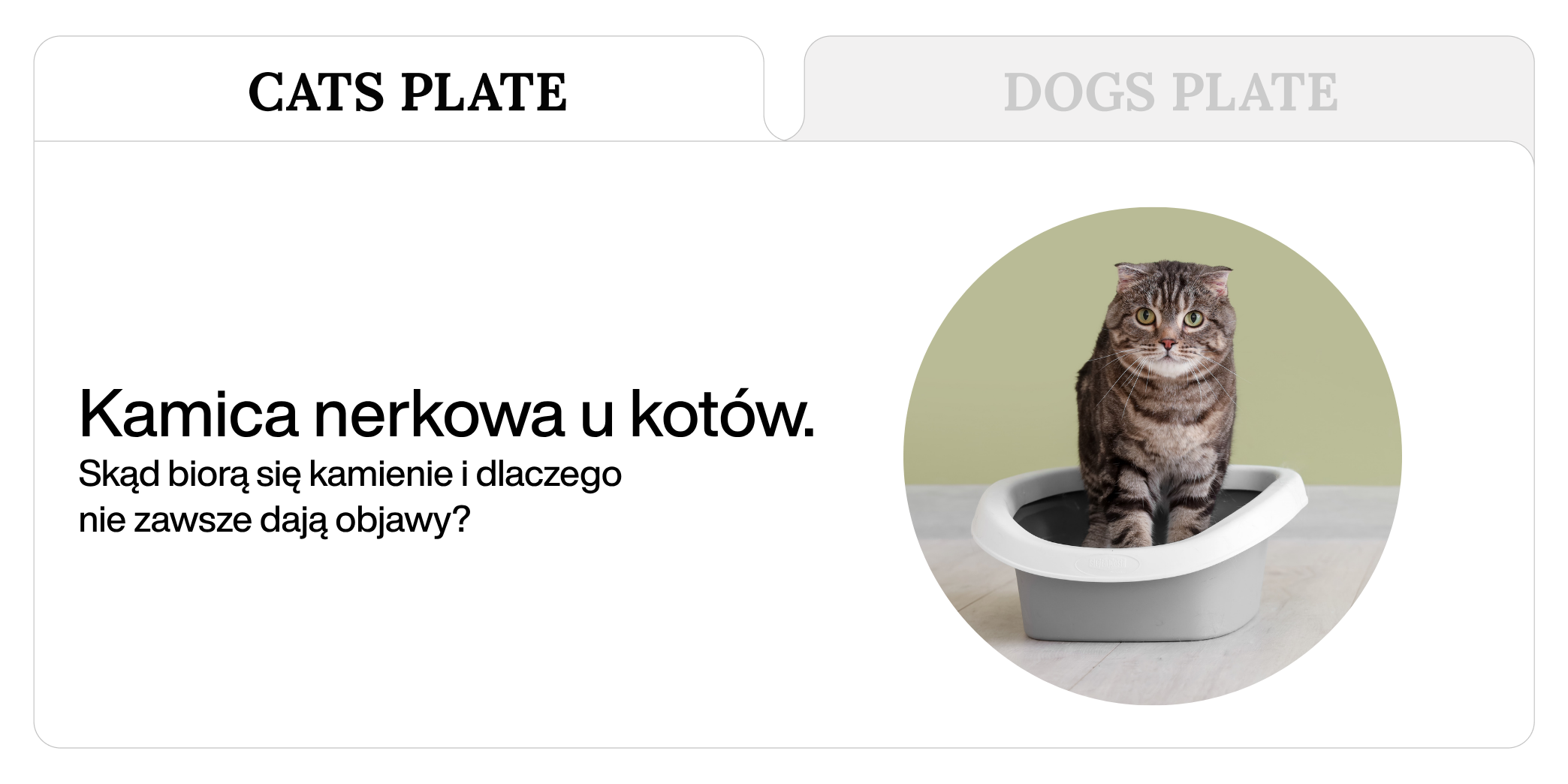 Kamica nerkowa u kotów – skąd biorą się kamienie i dlaczego nie zawsze dają objawy?